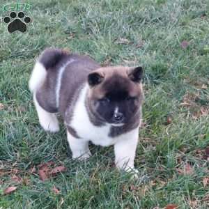 Carol, Akita Puppy